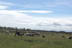 9037 2-6 camels