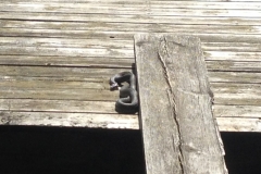 9113 5-6 snakes