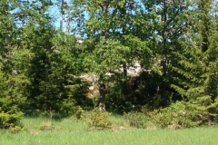 9139 6-6 Trees