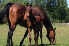 9149 6-6 mare and foal