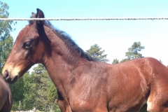 9150 6-6 foal