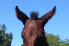 9151 6-6 foal