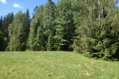 9153 6-6 trees