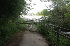 9202 8-6 fallen tree