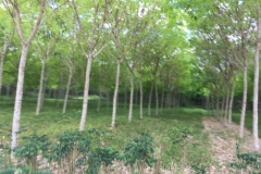 7289 26-3-19 trees