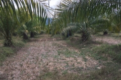 7290 26-3-19 palms