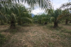7291 26-3-19 palms