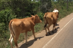 7292 26-3-19 cattle