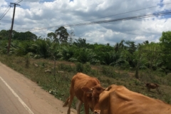7293 26-3-19 cattle