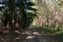 7334 27-3-19 shady road