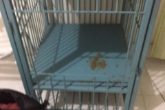 7443 1-4-19 cage