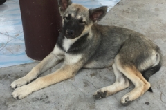 7471 3-4-19 dog