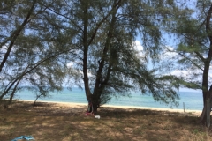 7475 3-4-19 trees