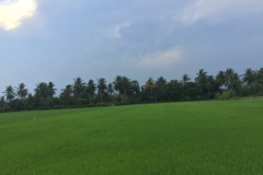 7550 9-4-19 field
