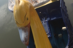 7555 10-4-19 pedalo
