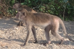 7557 10-4-19 monkeys