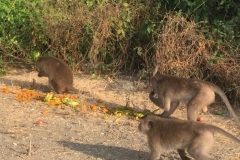 7560 10-4-19 feeding time