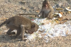 7568 10-4-19 feeding time