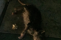 7727 16-4-19  dead ratlate night street