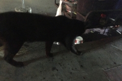 7732 16-4-19  midnight prowl late night street