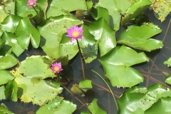 8105 30-4-19 water lily