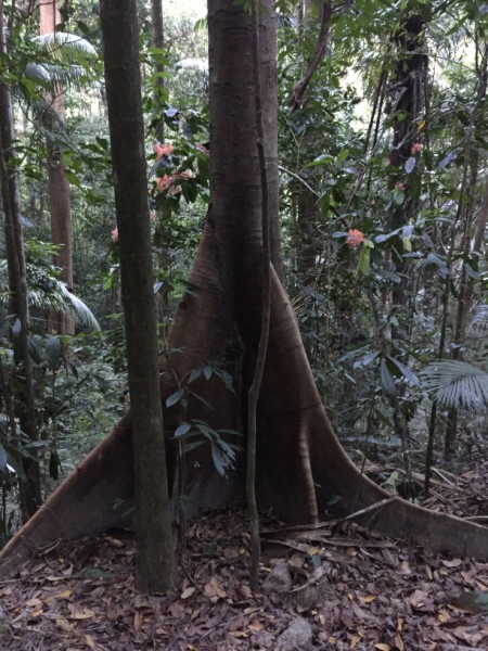 6754 8-3-19 trees