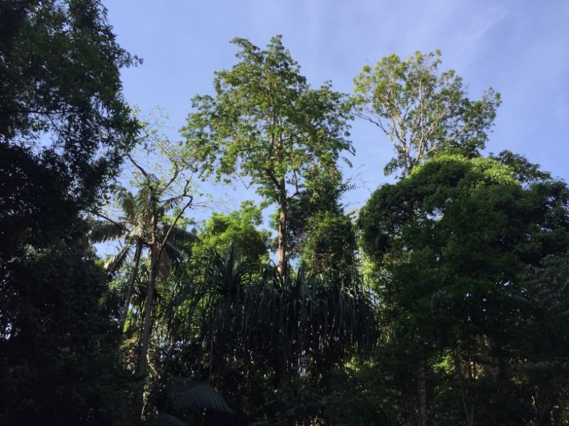 6757 8-3-19 trees