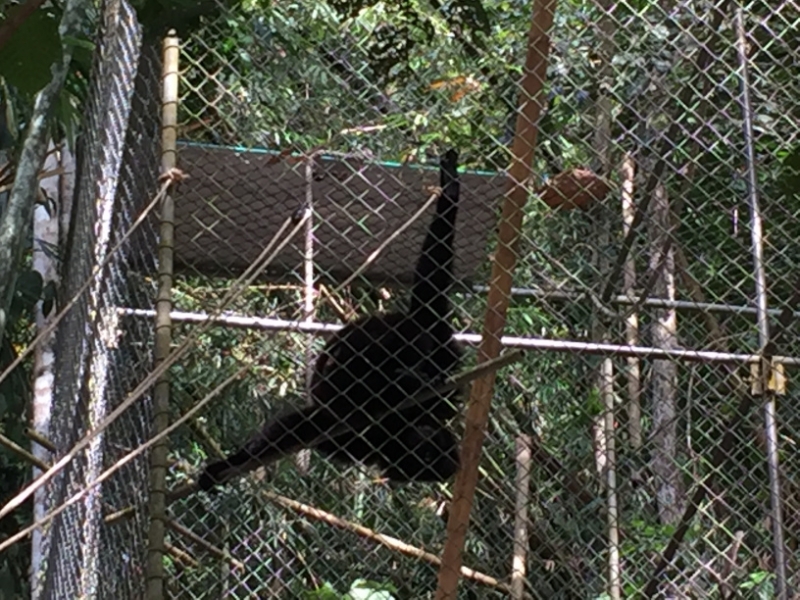 7043 20-3-19 gibbon rehab