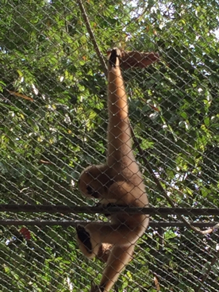 7044 20-3-19 gibbon rehab