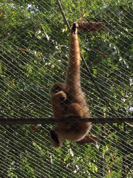 7045 20-3-19 gibbon rehab