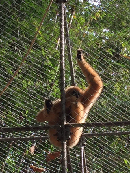 7046 20-3-19 gibbon rehab