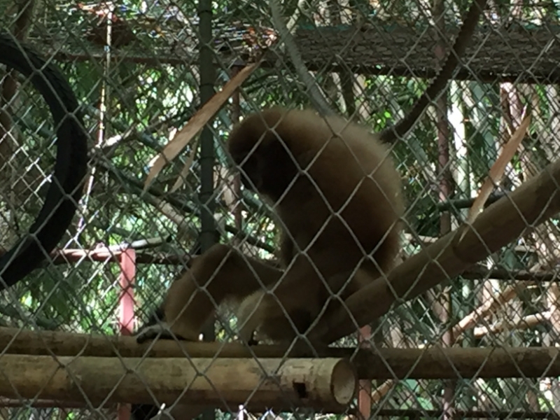 7047 20-3-19 gibbon rehab