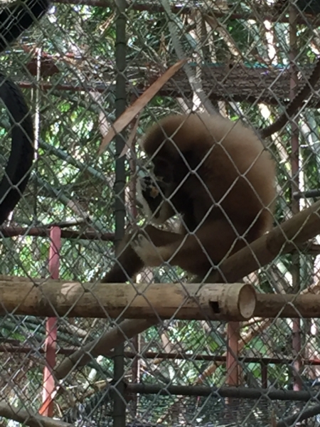 7051 20-3-19 gibbon rehab