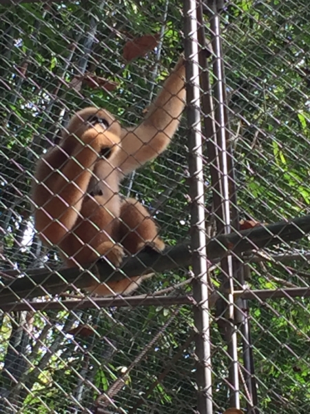 7052 20-3-19 gibbon rehab