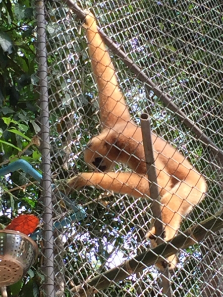 7053 20-3-19 gibbon rehab