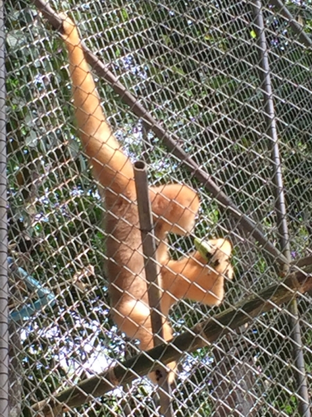 7054 20-3-19 gibbon rehab