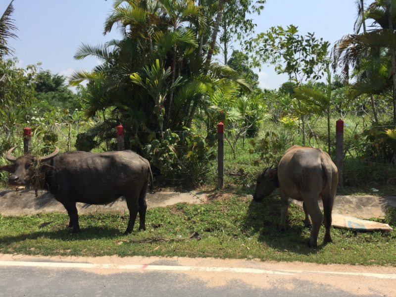 7111 22-3-19 water buffalo