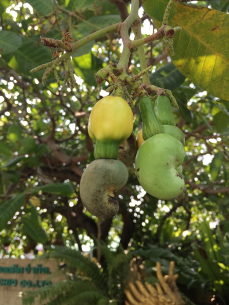7188 23-3-19 fruit