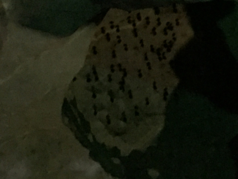 7225 24-3-19 cave
