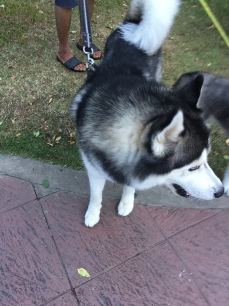 7249 25-3-19 husky