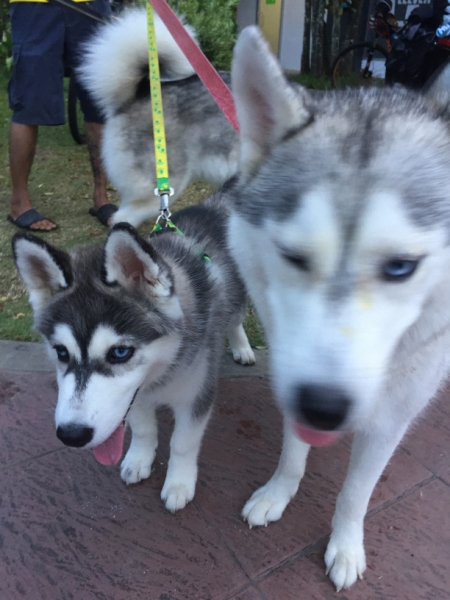 7250 25-3-19 husky