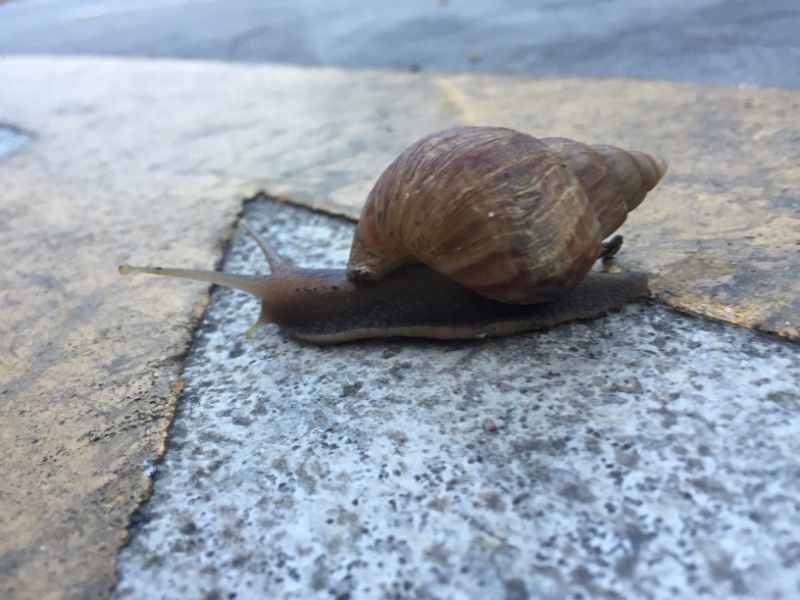 7253 25-3-19 snail