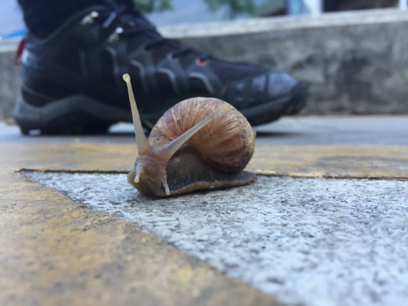 7254 25-3-19 snail
