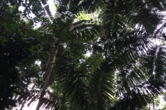 6753 8-3-19 palms