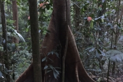 6754 8-3-19 trees