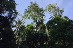 6757 8-3-19 trees