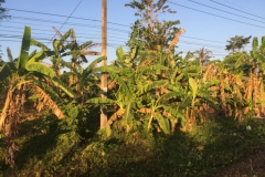 6854 14-3-19 trees