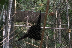 7043 20-3-19 gibbon rehab