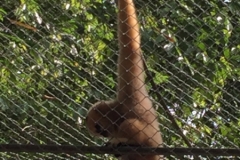 7044 20-3-19 gibbon rehab