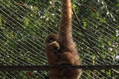 7045 20-3-19 gibbon rehab